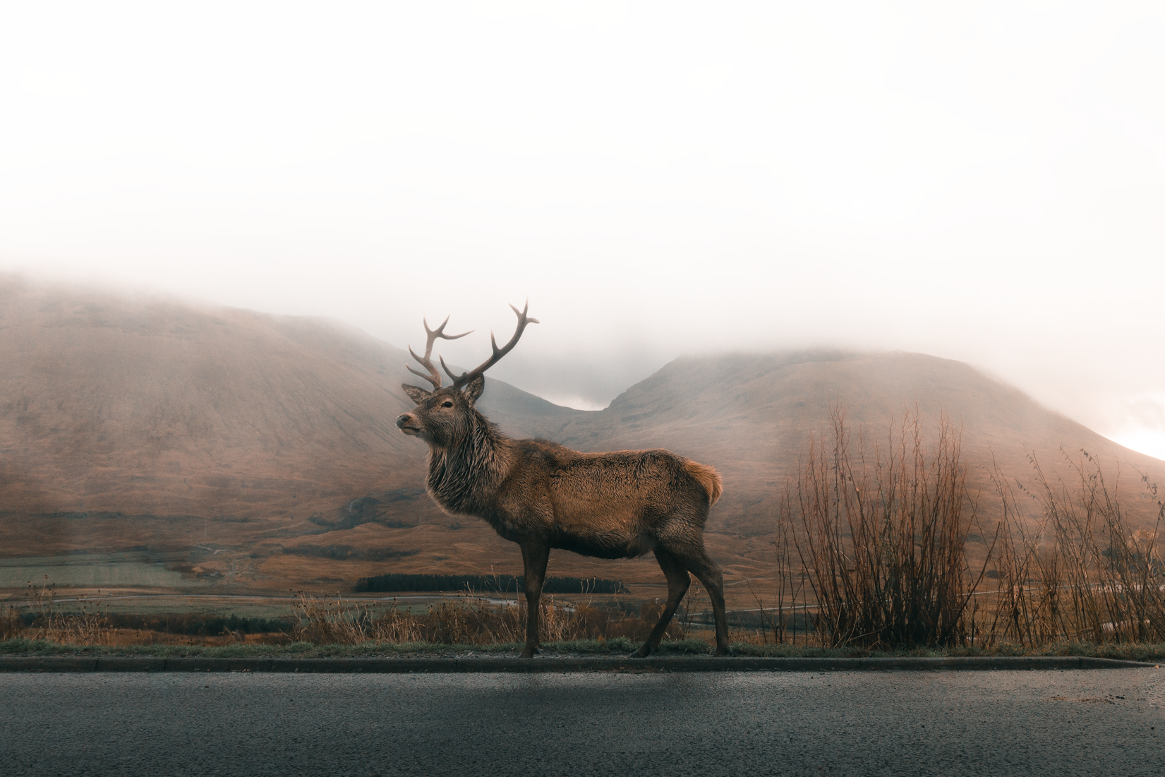 Yellowstone Elk Migration Trail: Amazing Camera Trap Highlights