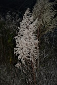 A tall plant with thin, brown stems and abundant clusters of small white flowers or seeds. The background is dark, with other similar plants blending into the surroundings.