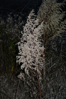 A tall plant with thin, brown stems and abundant clusters of small white flowers or seeds. The background is dark, with other similar plants blending into the surroundings.