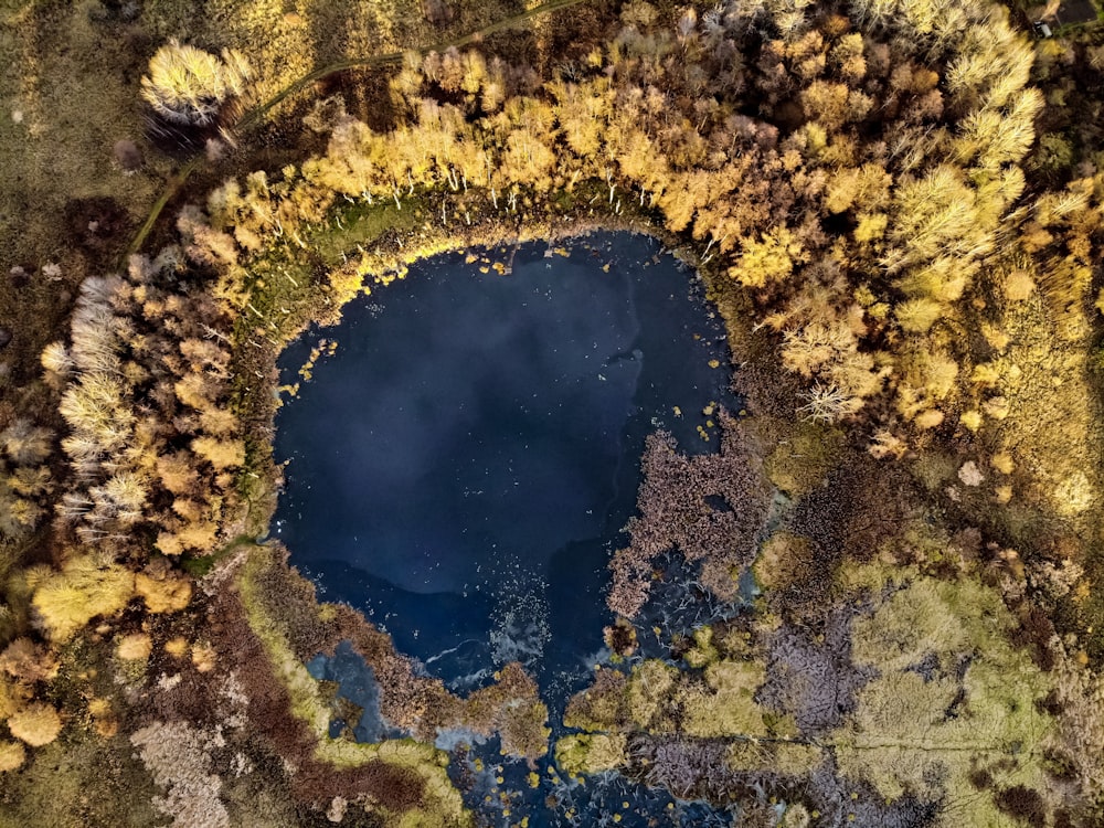 aerial view of trees and body of waer