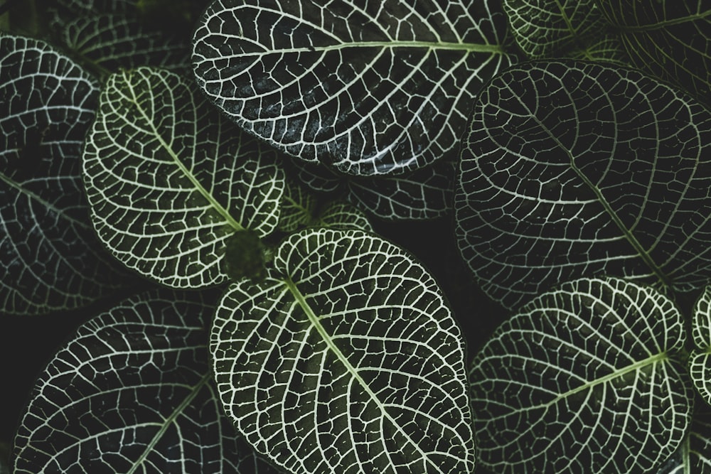 selective focus photography of fittonia plant