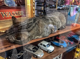 A tabby cat is lying on a wooden shelf inside a store, surrounded by various objects. Next to the cat, there are miniature model cars in different colors including white, blue, and red. A framed picture or sign with the word 'Wasser' in gold letters is visible behind the cat. Reflections of the street are seen on the glass, indicating this is a window display.