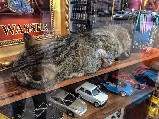 A tabby cat is lying on a wooden shelf inside a store, surrounded by various objects. Next to the cat, there are miniature model cars in different colors including white, blue, and red. A framed picture or sign with the word 'Wasser' in gold letters is visible behind the cat. Reflections of the street are seen on the glass, indicating this is a window display.