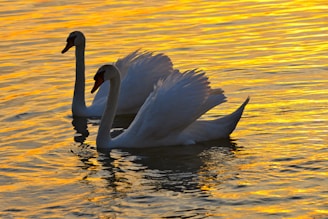 two white swans on body of water