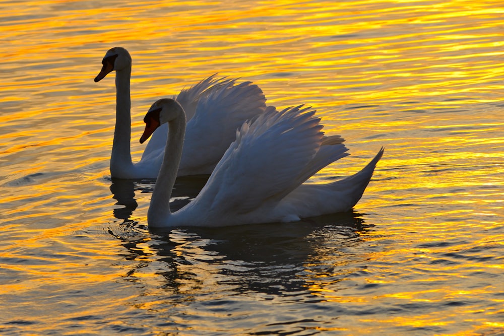 two white swans on body of water