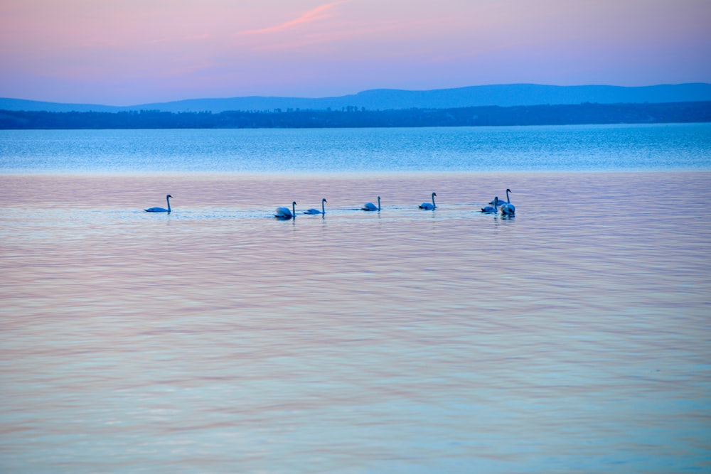 ocean view with swan