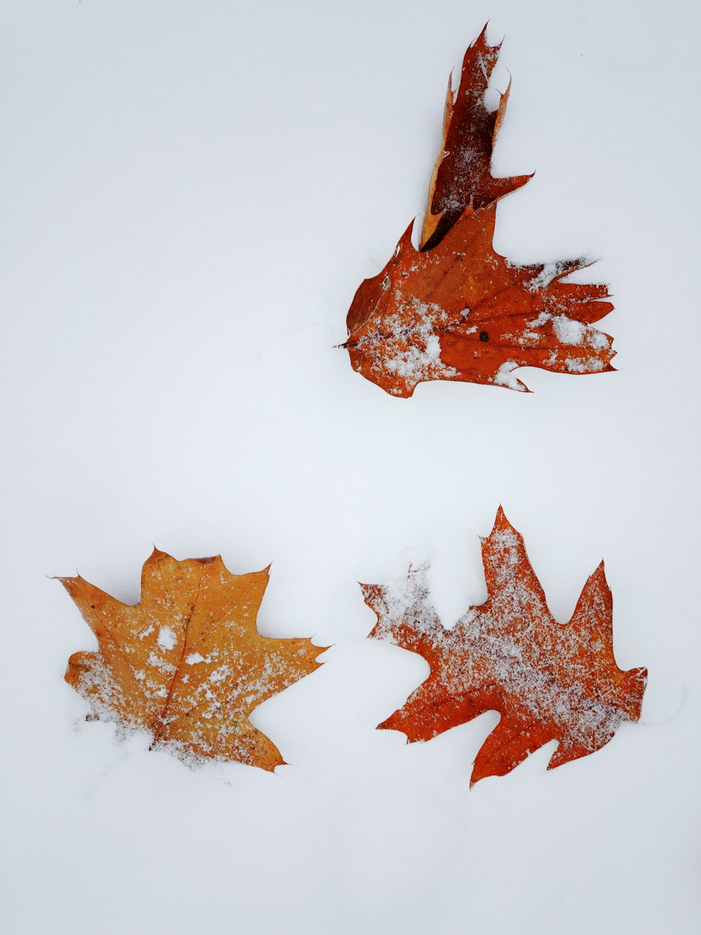 雪原にオレンジ色のカエデの葉