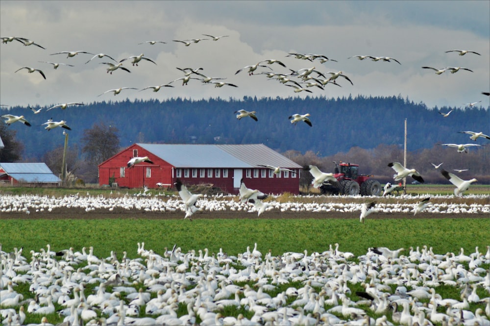 flock of birds near red house during daytime