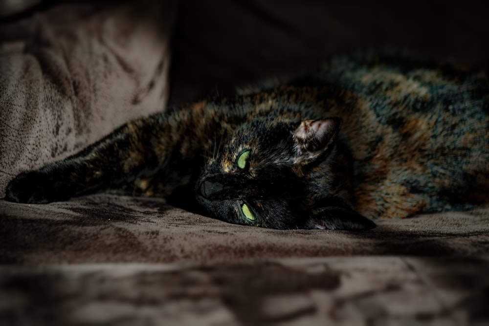 tortoiseshell cat lying on brown suede pad