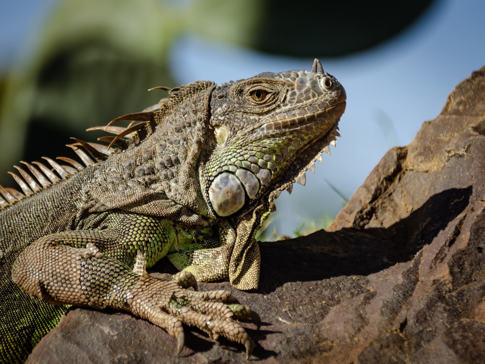 green lizard on brown rock