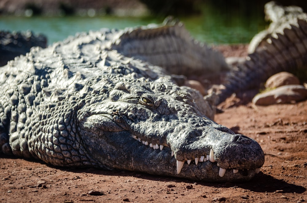 selective focus photography of gray crocodile