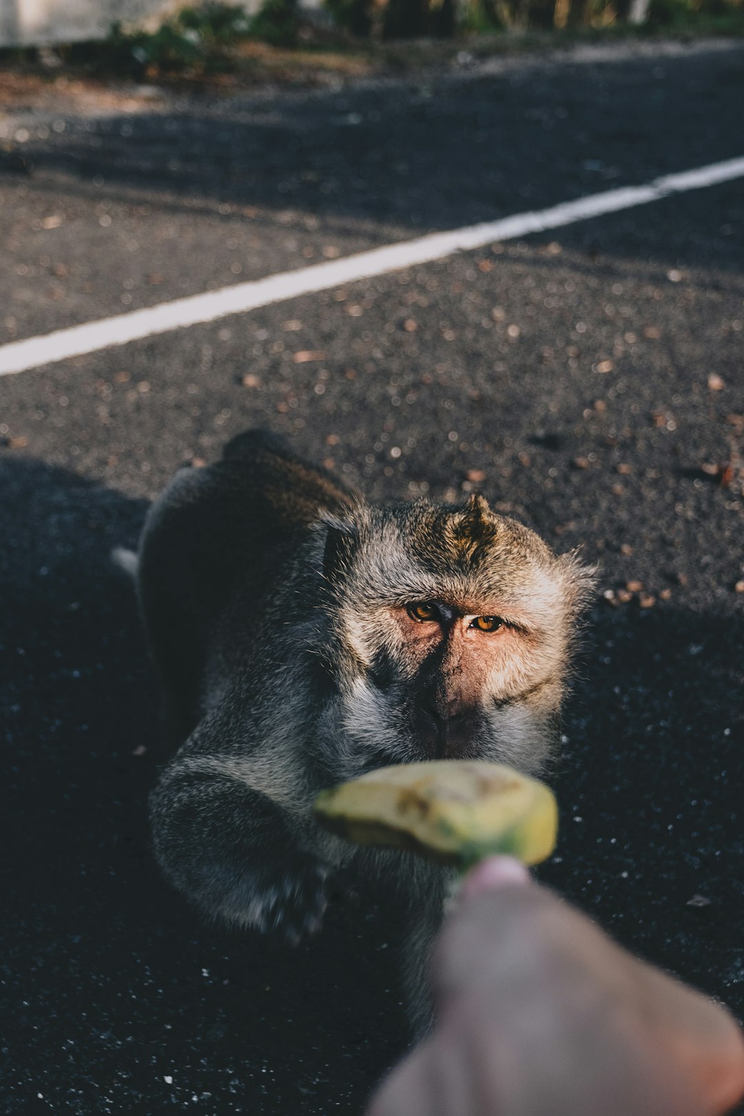 gray monkey on ground