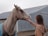 A light-colored horse wearing a blue blanket is being gently touched by a person with long hair wearing a brown sweater. The interaction takes place near a wooden fence, with a large barn or shed in the background.
