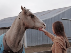 A light-colored horse wearing a blue blanket is being gently touched by a person with long hair wearing a brown sweater. The interaction takes place near a wooden fence, with a large barn or shed in the background.