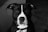 A black and white image featuring a dog with dark fur and distinctive white markings on its face and chest. The dog is gazing directly at the camera, conveying a calm and curious demeanor. The background is out of focus, highlighting the subject.