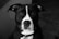 A black and white image featuring a dog with dark fur and distinctive white markings on its face and chest. The dog is gazing directly at the camera, conveying a calm and curious demeanor. The background is out of focus, highlighting the subject.
