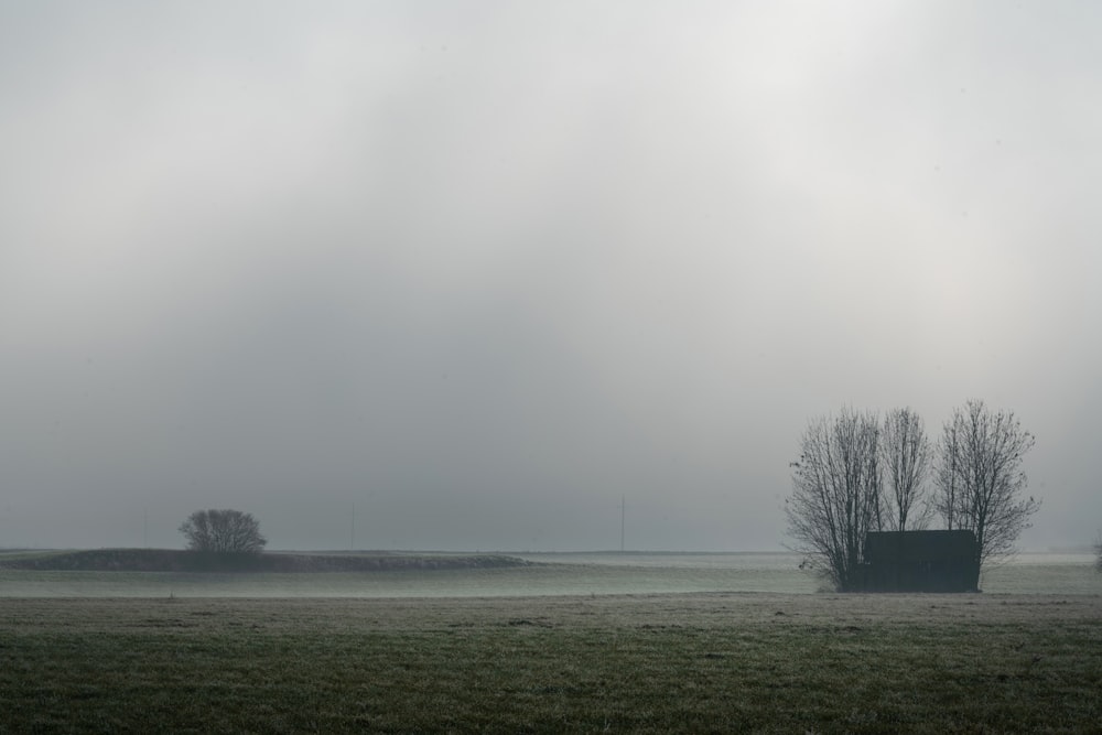 grassland across foggy horizon
