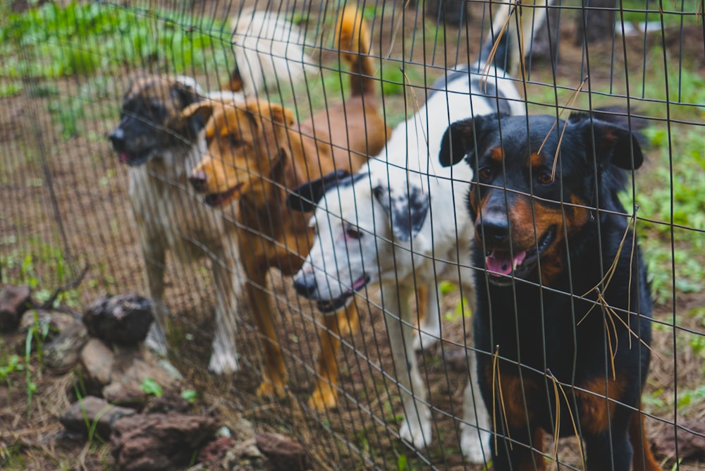 four assorted-color adult dogs