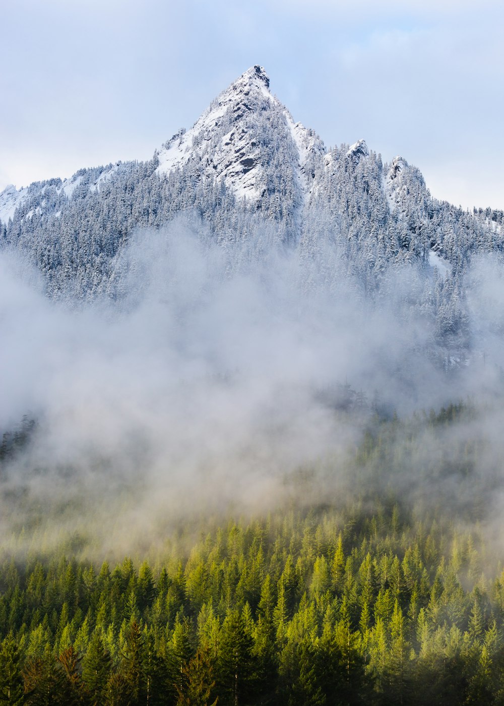 pine trees near mountian