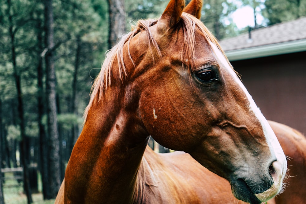 selective focus photography of horse