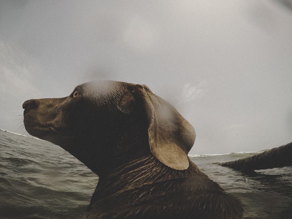 short-coated brown dog on body of water