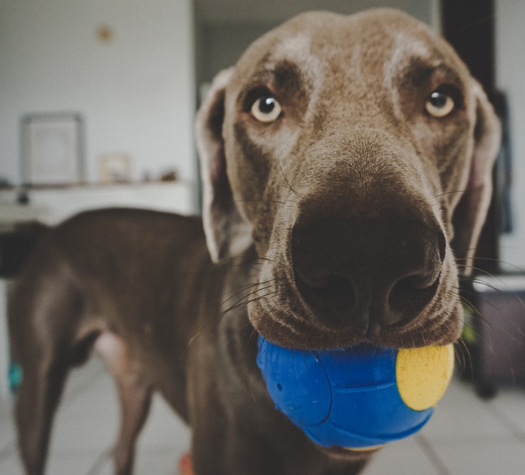 A golden puppy chewing happily on a soft toy