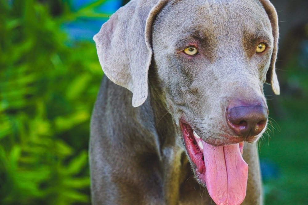 gray dog closeup photography