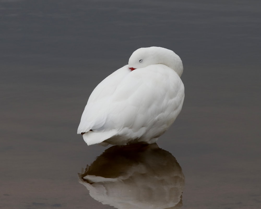 white pet bird