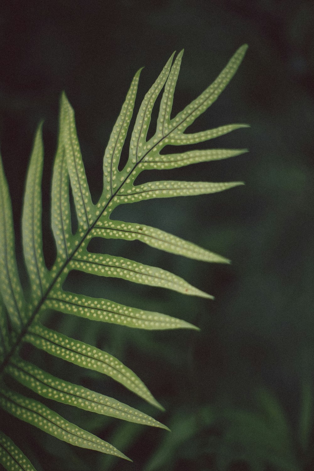 green linear leafed plant