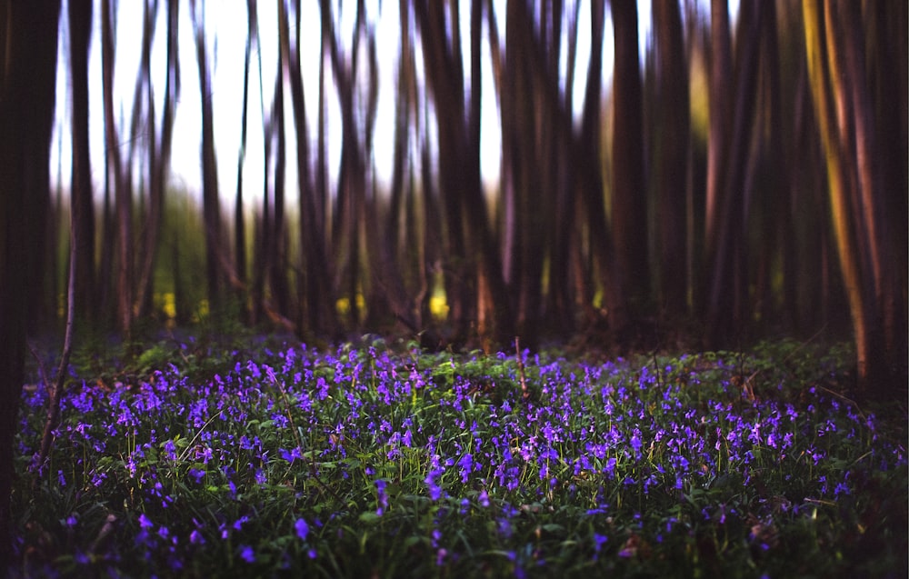 purple petaled flowers