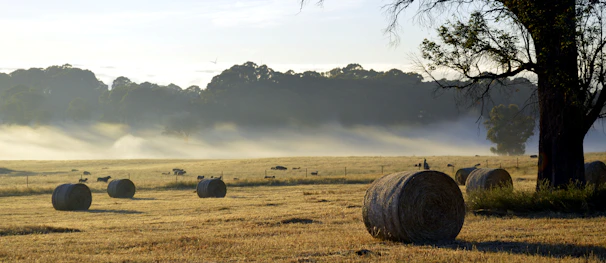 Morning mist over the open fields surrounding the peaceful rural retreat.