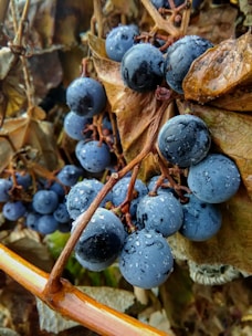 A close-up view of a cluster of ripe, dark purple grapes covered in water droplets. The grapes are nestled among dry, brown leaves and thin, twisted vines. The image captures a natural setting with a focus on the glossy texture of the grapes.