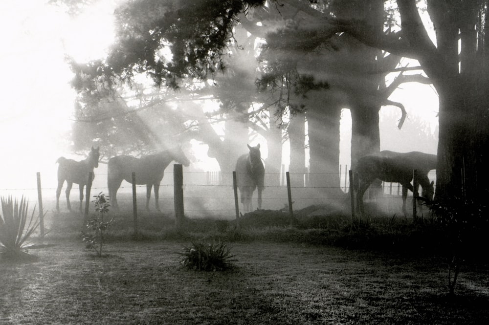 grayscale photography of herd of horse on grass field