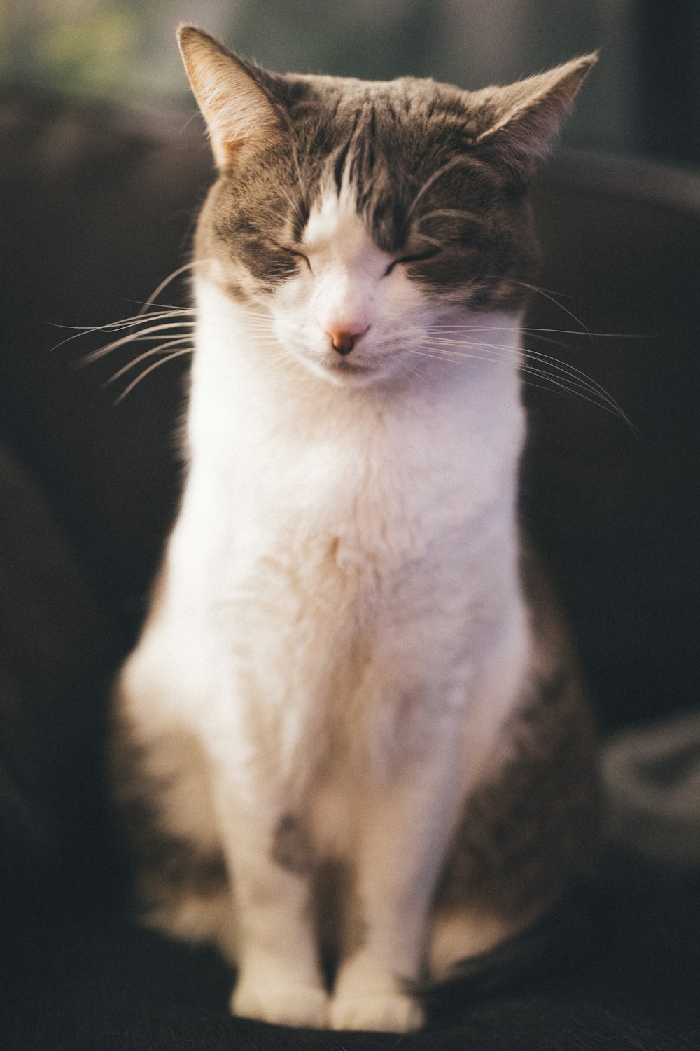 Fotografia a fuoco selettiva di gatto bianco e nero