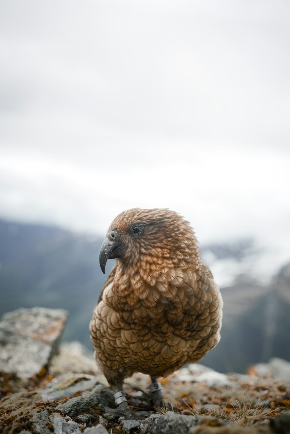 kea parrot