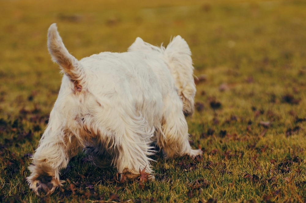 cão branco