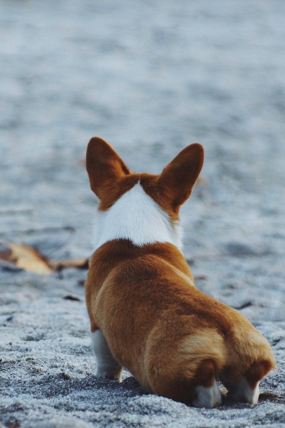 모래 위에 누워 있는 갈색과 흰색 강아지