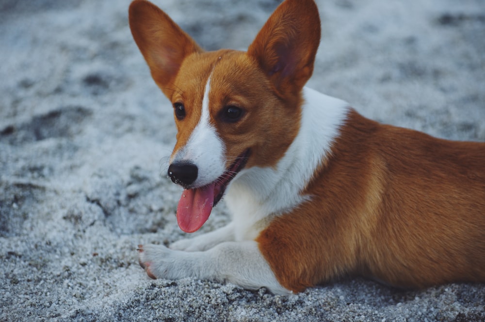 Perro marrón y blanco sobre arena gris