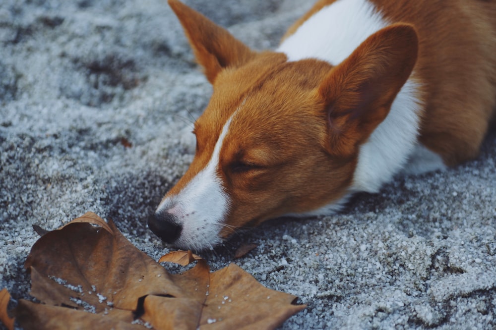 Cão deitado no campo de neve