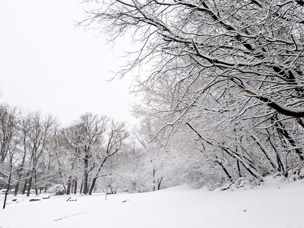 white snowfield surrounded trees