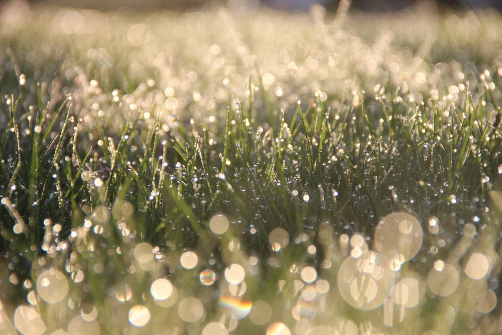 selective focus photography of water dews on grass