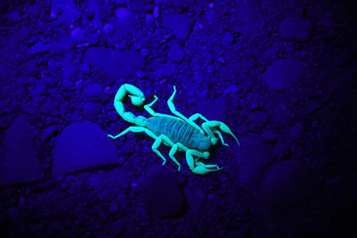 Scorpion Under Black  Lights;Oh  How we Shine!