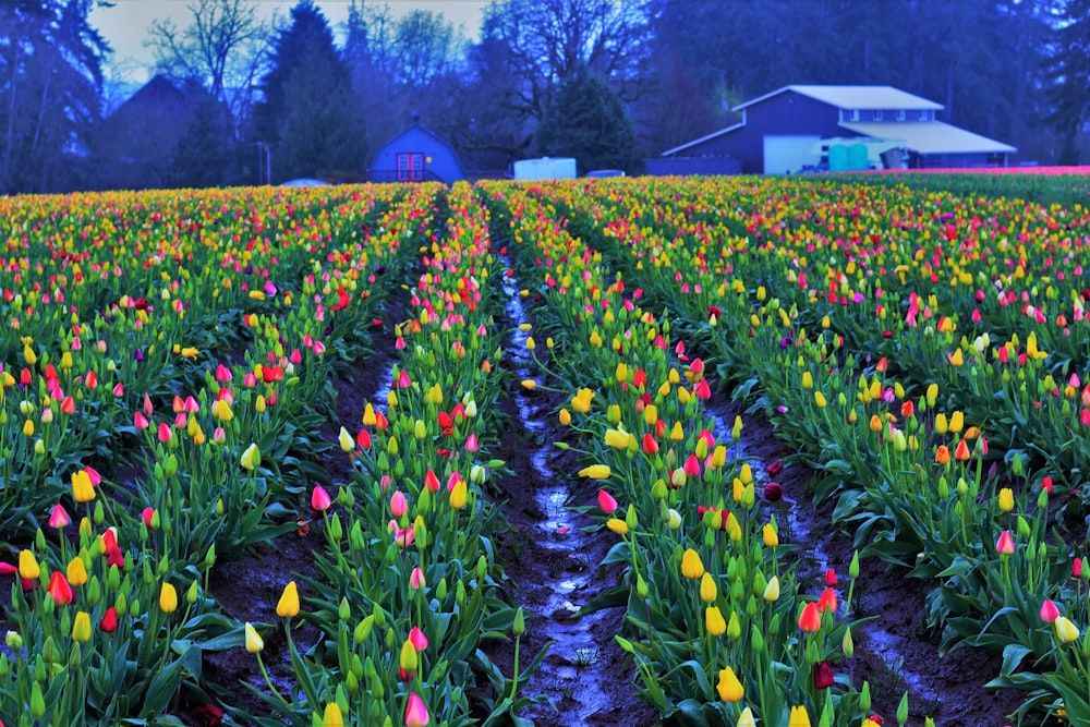 assorted-color tulip flower field wallpaper