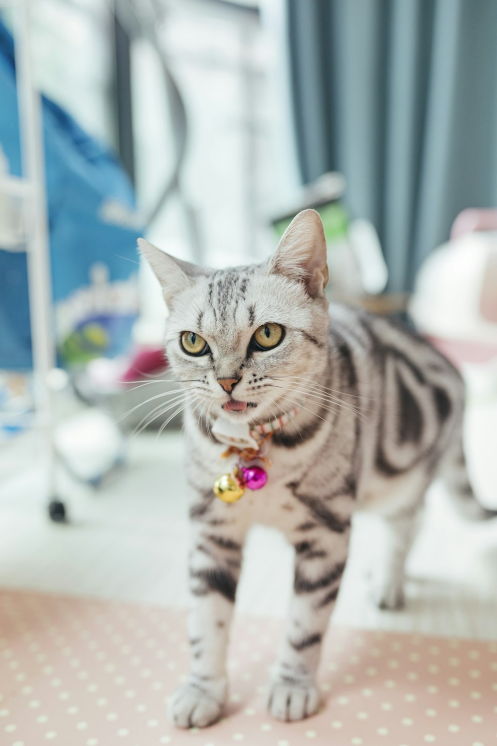 silver bullseye tabby cat