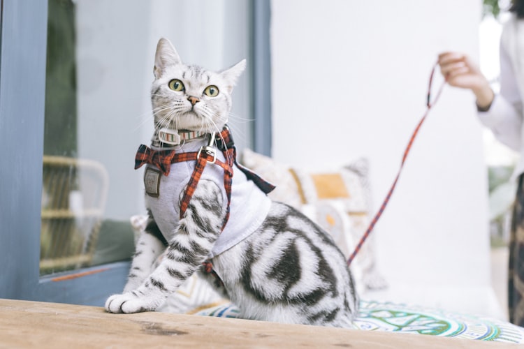 Keuntungan dan Biaya Steril Kucing di Dokter Hewan