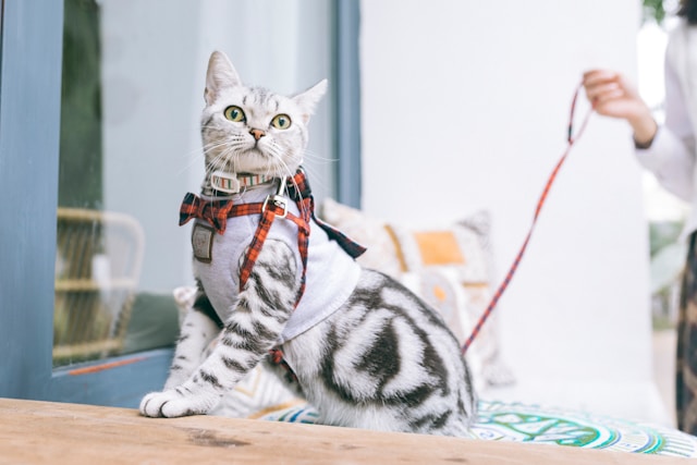 Acariens d’oreille du chat : Le guide complet pour protéger votre félin Acariens d’oreille du chat : Le guide complet pour protéger votre félin