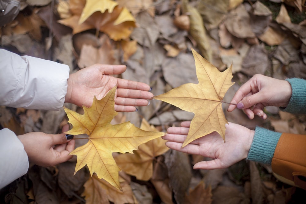 two persons holding maple leaf