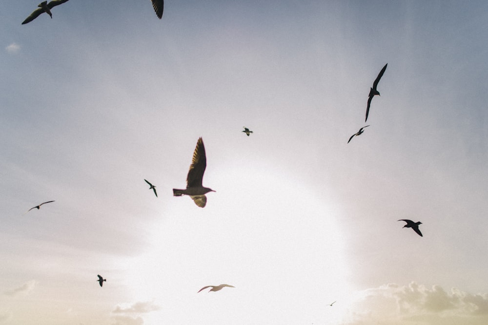 brown birds mid air