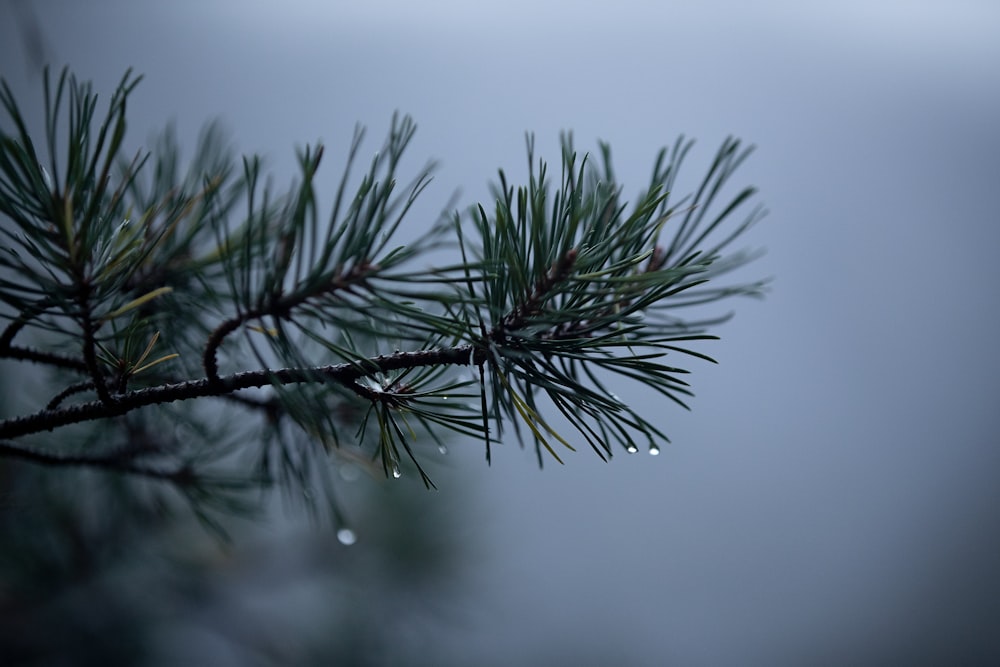 green-leafed plant