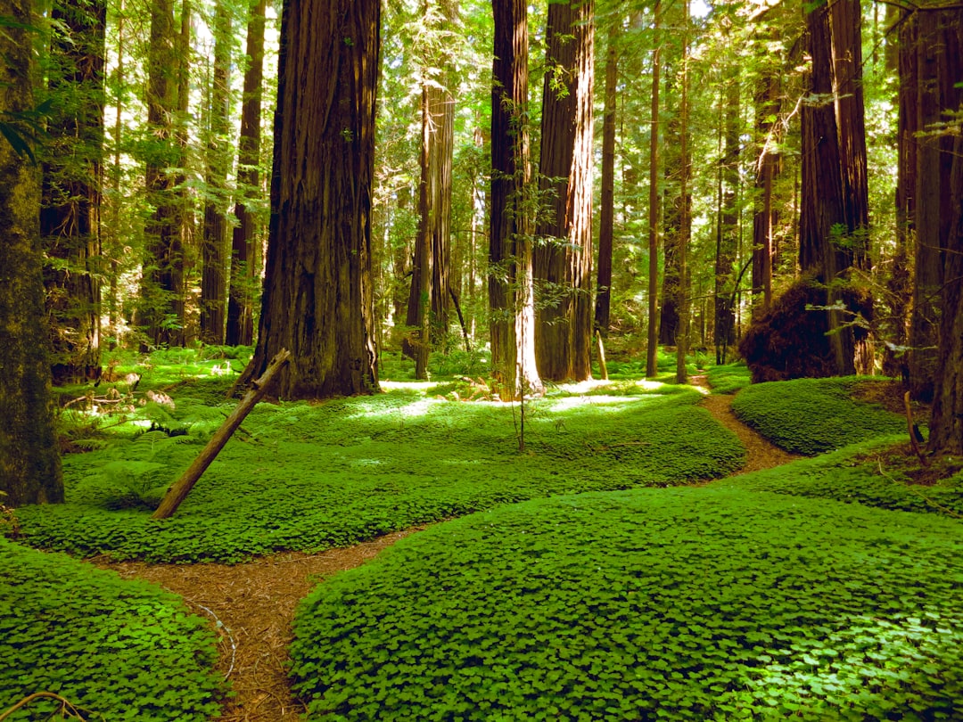 landscape photography of green grass field and brown trees,